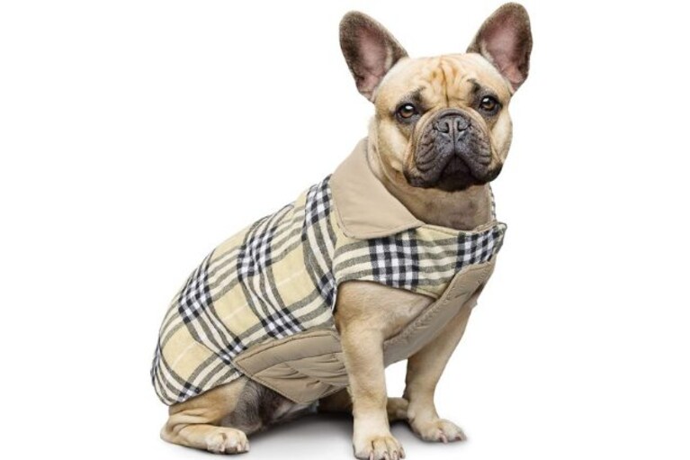cappotto scozzese per cani