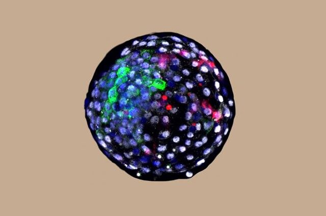 Blastocisti chimera uomo–scimmia.Credit: Weizhi Ji, Kunming University of Science and Technology
