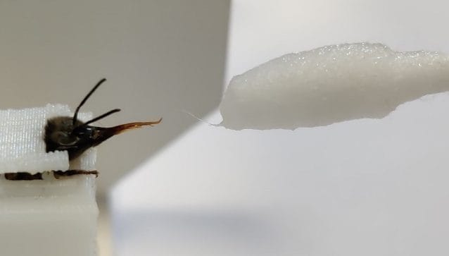 Un’ape coinvolta nei test. Credit: InsectSense/Università di Wageningen