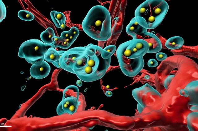 Grafica mostra il funzionamento della tecnica SHREAD. Credit: Plückthun Lab