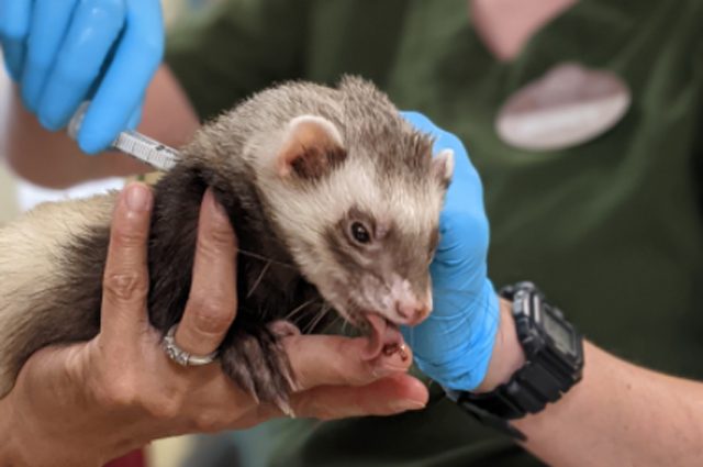 Un furetto vaccinato. Credit: Oakland Zoo/Zoetis