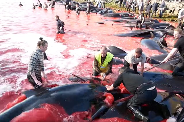 Una recente grindadrap. Credit: Sea Shepherd