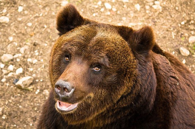 L’orso bruno marsicano "Sandrino". Credit: Wikipedia