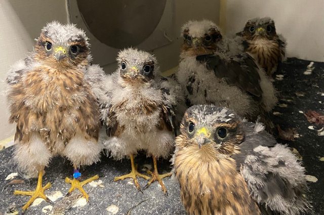 Alcuni dei rapaci salvati. Credit: OWL Orphaned Wildlife Rehabilitation Society