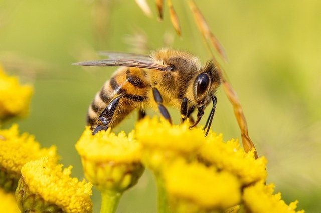 I cambiamenti climatici abbattono la resistenza in volo e la capacità di impollinare delle api