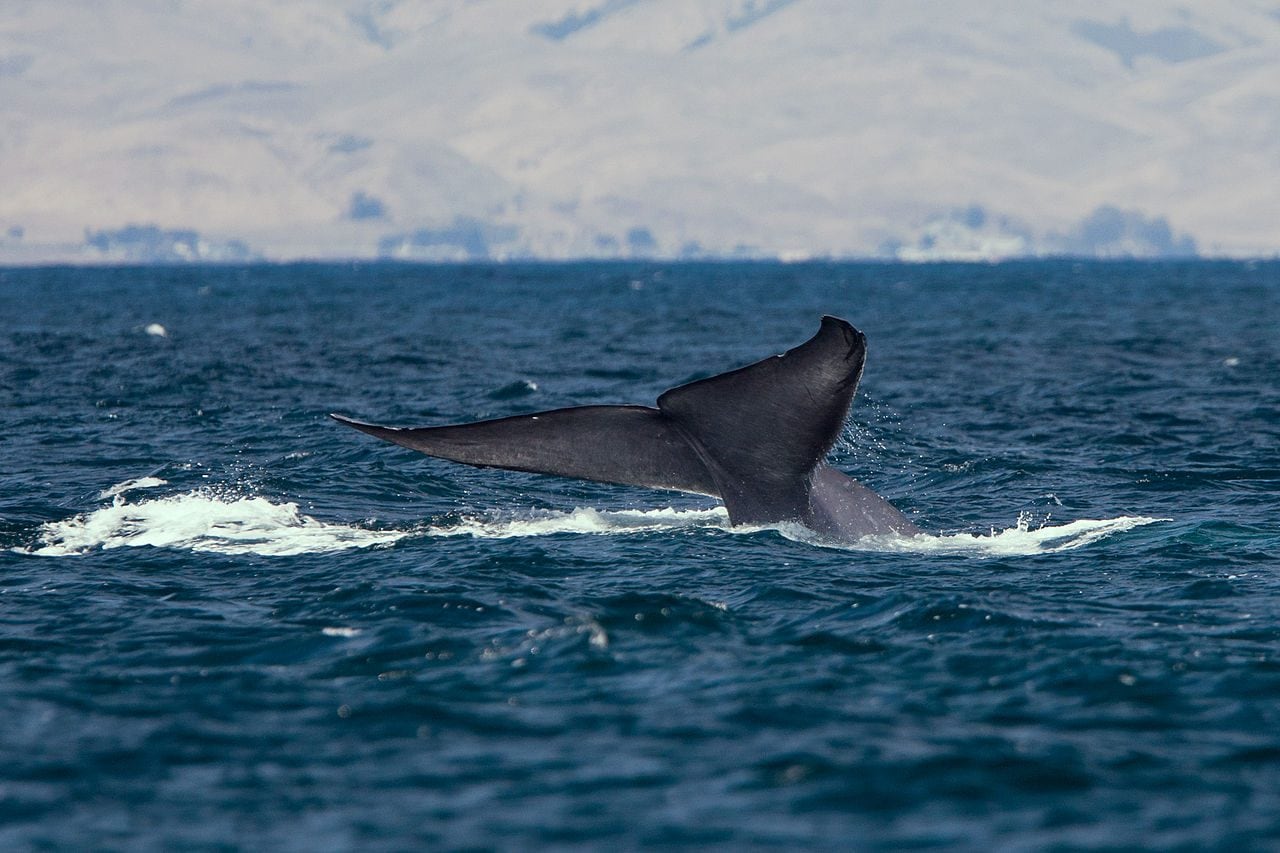 Una balenottera azzurra / Credit: "Mike" Michael L. Baird, Wikipedia
