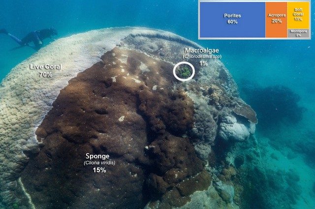 Corallo gigantesco scoperto in Australia: “Muga dhambi” è lungo oltre 10 metri e ha più di 400 anni