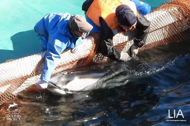 Un delfino catturato nella baia di Taiji. Credit: Dolphin Project/LIA/Facebook