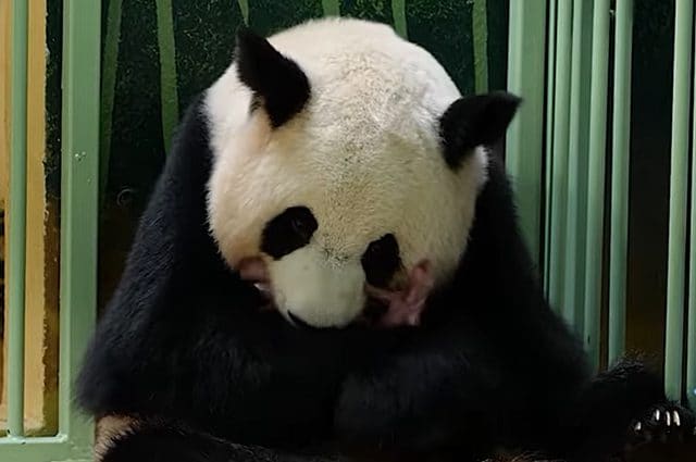 Mamma Huan Huan con le due gemelline appena nate. Credit: ZooParc de Beauval/Facebook