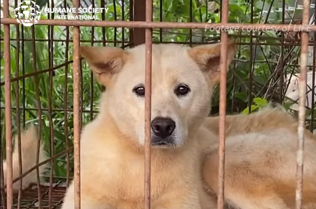 Uno dei cani di razza Jindo salvato dall’allevamento in Sud Corea. Credit: Humane Society International Corea/LIFE
