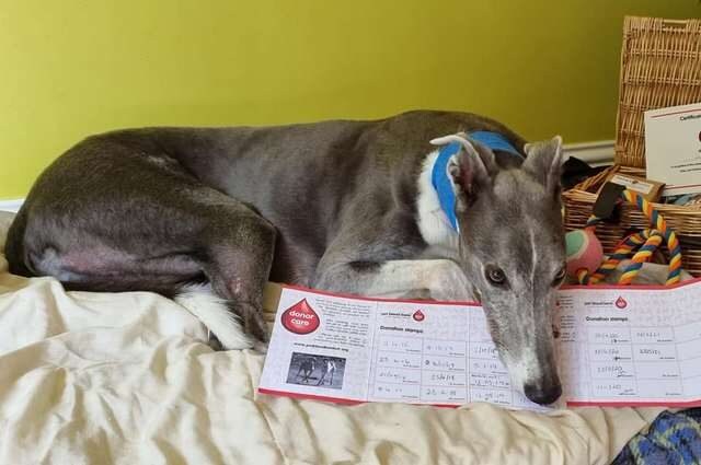 Woodie con il suo cesto di regali per la lunga carriera di donatore. Credit: Wendy Gray/Facebook