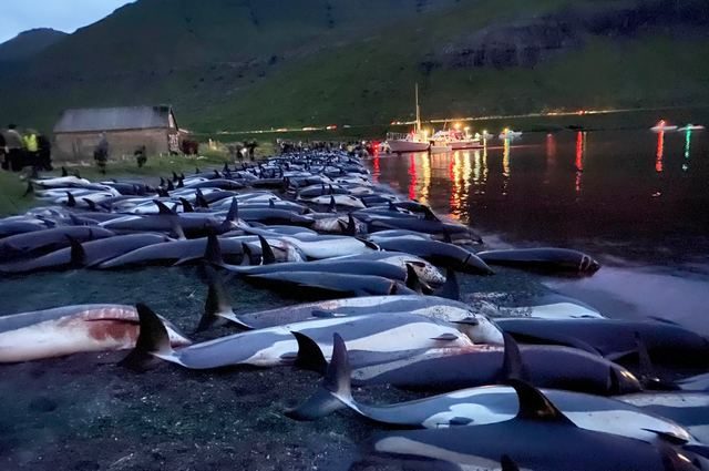 La distesa infinita di carcasse dei delfini massacrati alle Faroe. Credit: Sea Shepherd