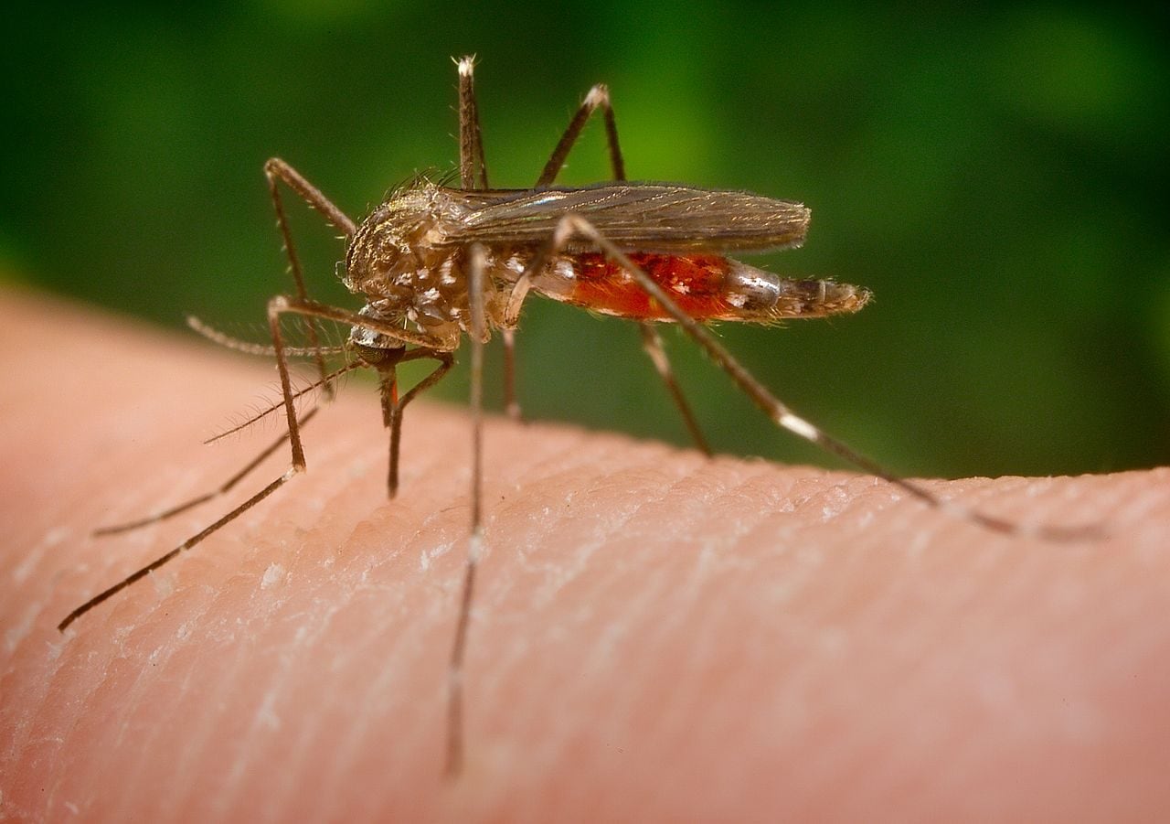 Una "zanzara giapponese" (Aedes japonicus) / Wikipedia