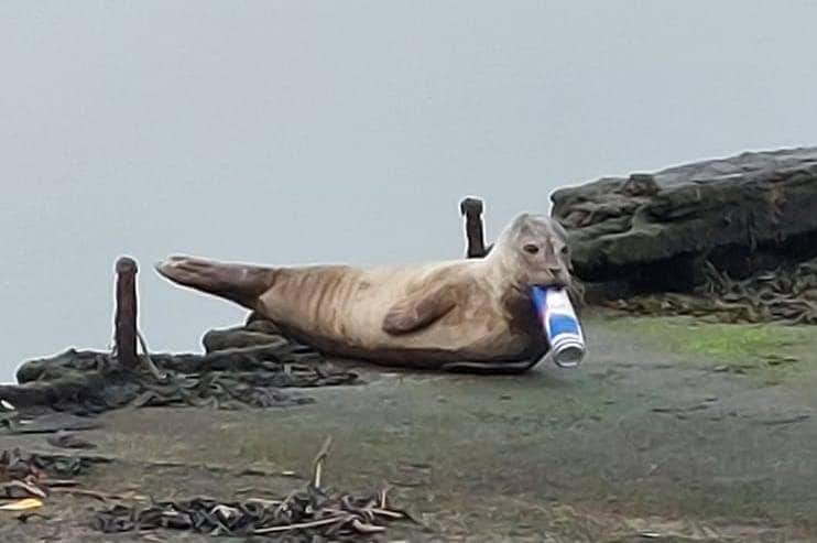 La foca con la lattina di bevanda energetica incastrata nella bocca. Credit: Andrew Wolsey / Facebook