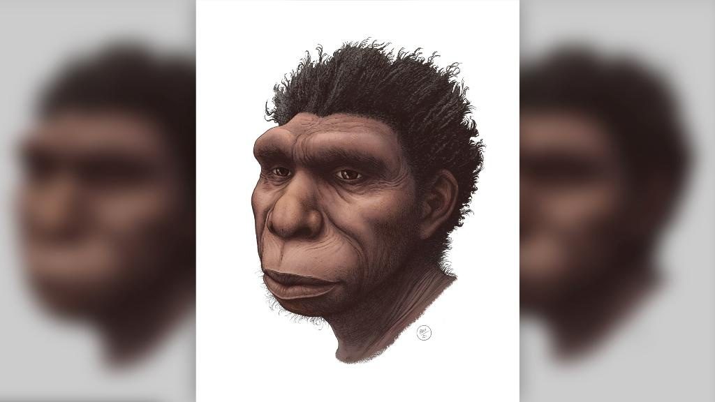 Rappresentazione artistica di H. bodoensis / Credit: Ettore Mazza