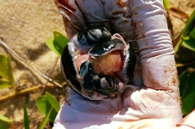 Le tartarughe marine gemelle trovate in Malesia. Credit: Juara Turtle Project (JTP)