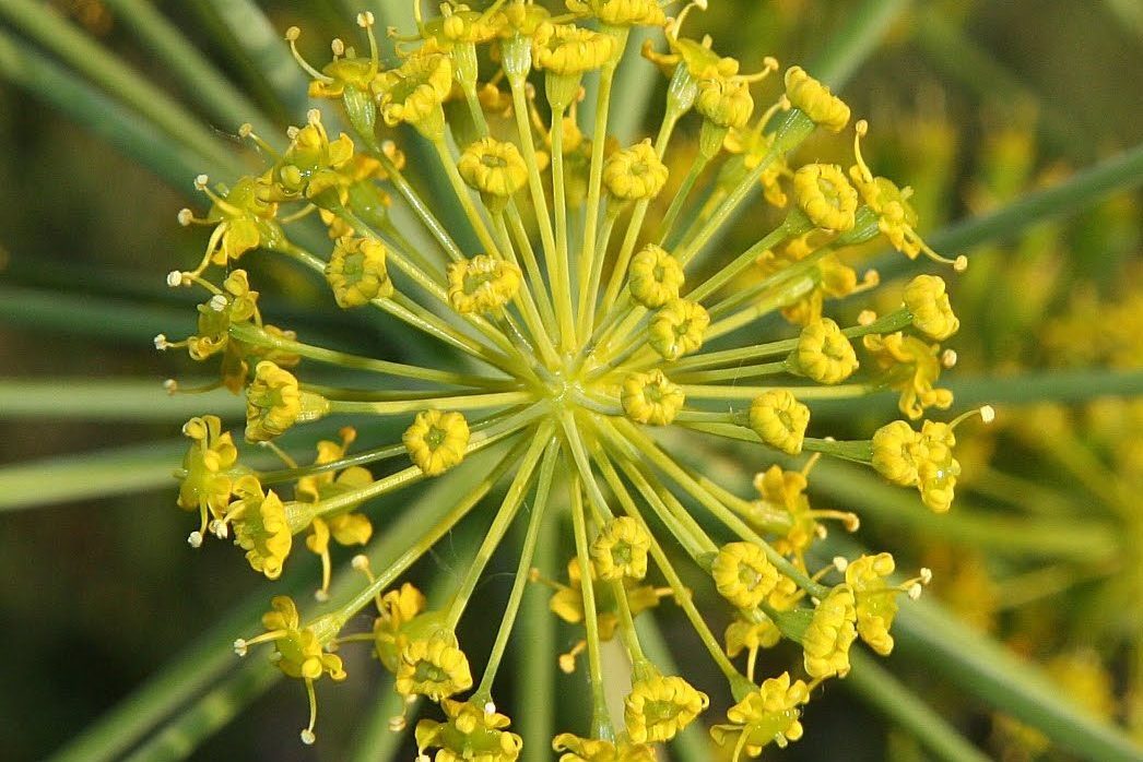 Thapsia villosa / Wikipedia