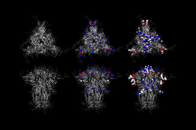 Le proteine spike del ceppo originale del coronavirus (a sinistra), della variante Delta (al centro) e della variante Omicron (a destra). Credit: Amaro Lab