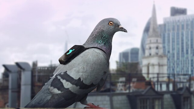 piccioni-londra-inquinamento