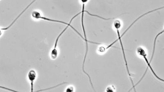spermatozoi smartphone fertilità