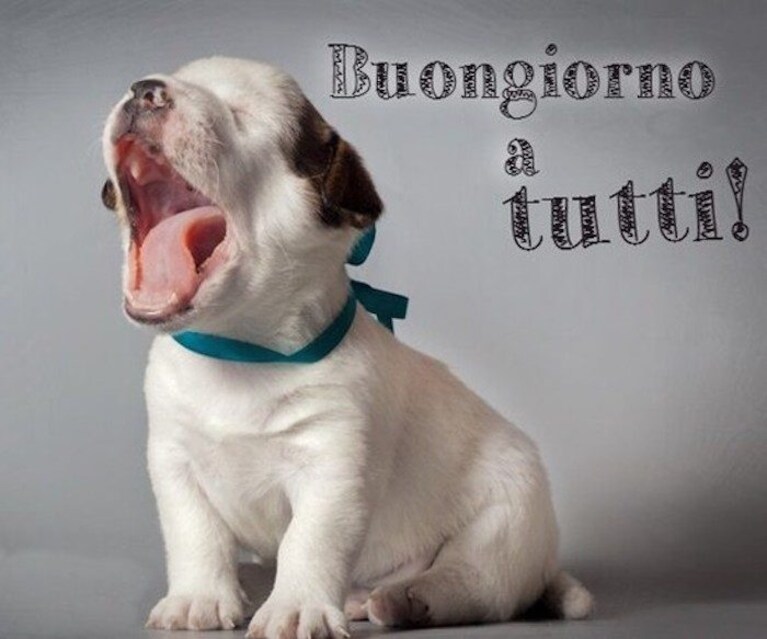 immagini buongiorno divertenti