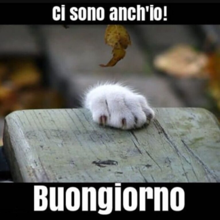 immagini buongiorno divertenti