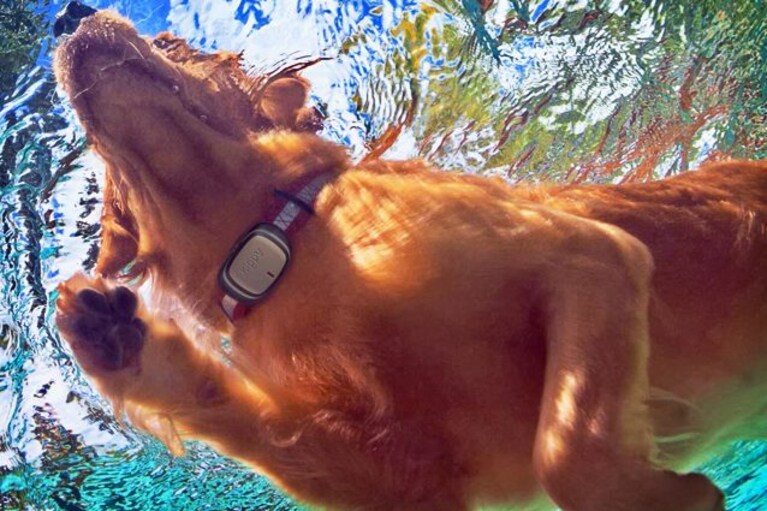 miglior gps per cani