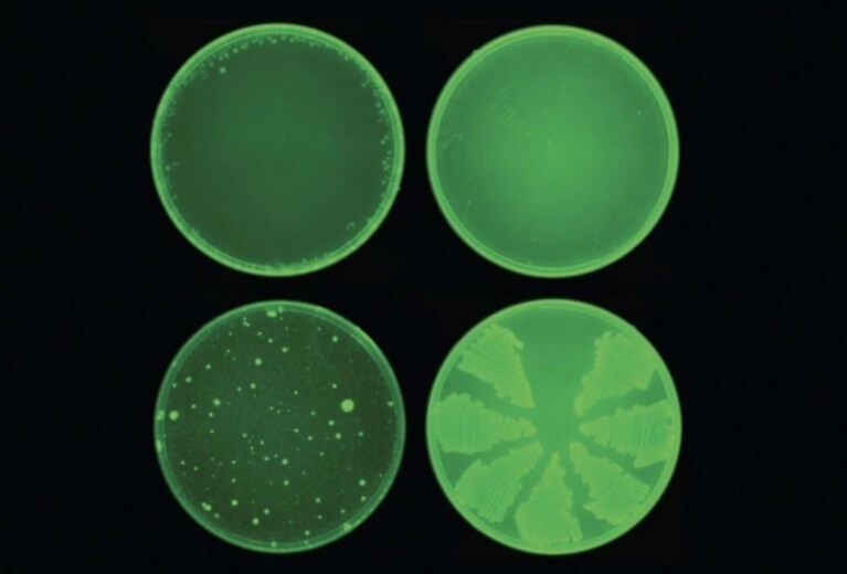 antibiotico intelligenza artificiale mit