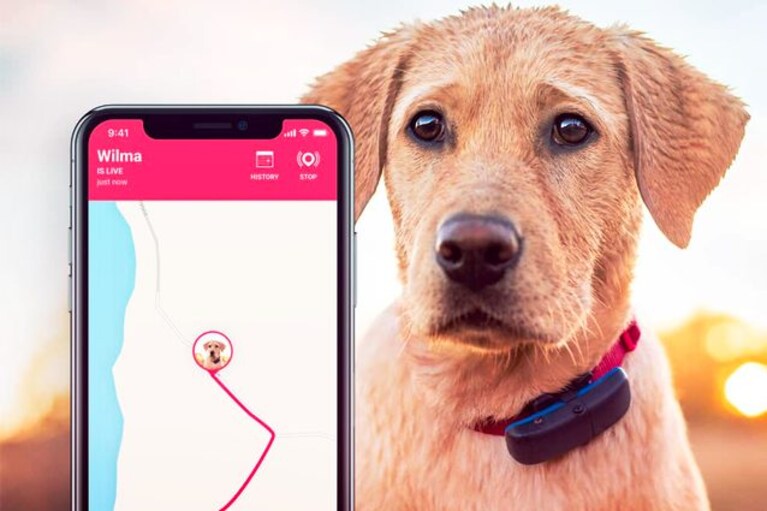 migliori accessori tech per cani