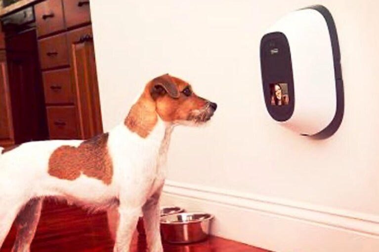 migliori accessori tech per cani