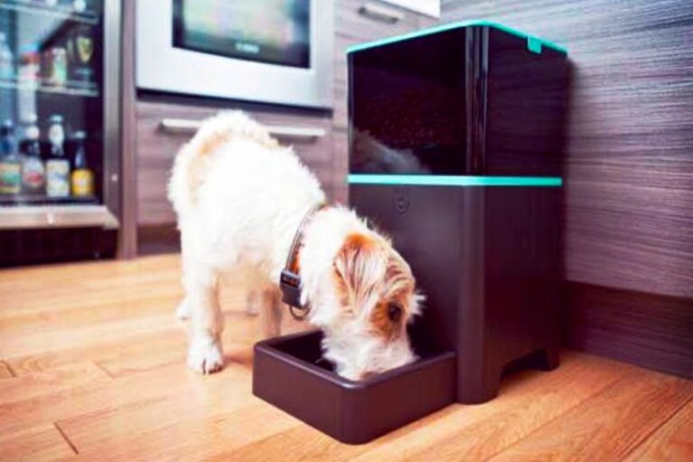 migliori accessori tech per cani