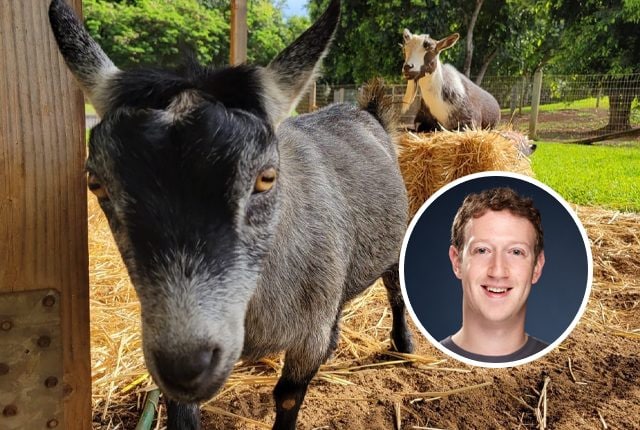 Zuckerberg ha due capre (una si chiama Bitcoin) e probabilmente le ucciderà per mangiarsele